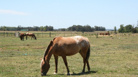 У лошадей в Уругвае обнаружена сурра